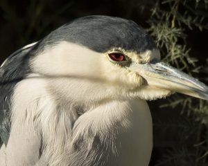 Tamron-150-600mm-garza-nocturna-f8